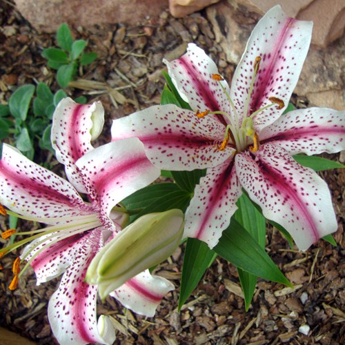 Gardens Blue Skies Inn - Bed and Breakfast in Manitou Springs, Colorado
