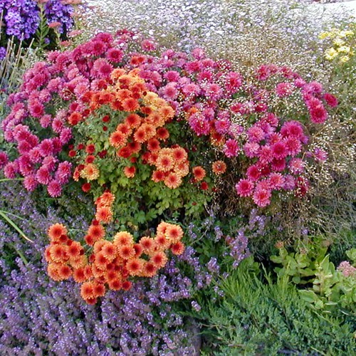 Gardens Blue Skies Inn - Bed and Breakfast in Manitou Springs, Colorado