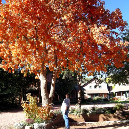 Gardens Blue Skies Inn - Bed and Breakfast in Manitou Springs, Colorado