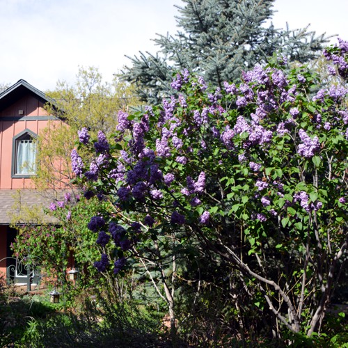 Ga	rdens Blue Skies Inn - Bed and Breakfast in Manitou Springs, Colorado