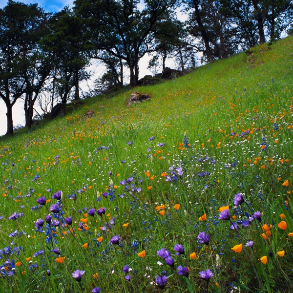 Blue Skies Inn - Hotel in Manitou Springs, Colorado