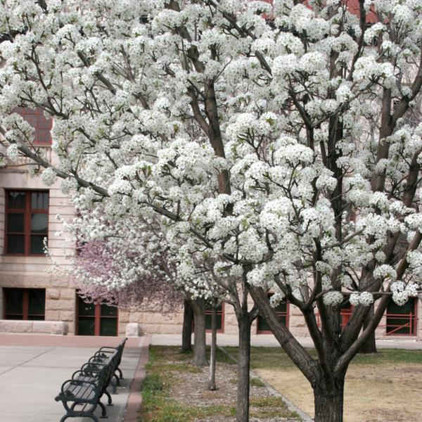 Blue Skies Inn - Hotel in Manitou Springs, Colorado